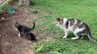 Stray cats in the park