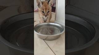 Мини Каракал Геля на водопоем , очень любит пить. #каракал #cat #caracal #kitten #caracat