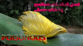 Furry Puss Caterpillar || ഇതിനെ സ്പർശിച്ചാൽ പിന്നെ തീർന്നു || 4K HD Video