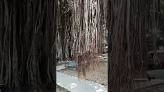 House in side the Tree #biggesttree #indonesia #markwiens #yogyakarta #nature