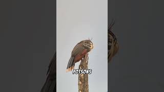 Potson are Unique Bird ##wildanimals #wildlife #nature