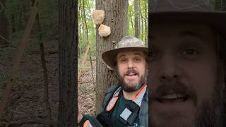 MY FIRST LION'S MANE MUSHROOM FIND!