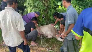 Aidiladha Kampong Alor Setanggok