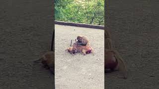 Funny animal relaxation, street monkey life video #funnymammals #monkeymammals