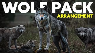 How Exactly The WOLF PACK Works | Is Alpha Wolf Selfish?