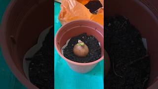 How to grow onion at home🧅