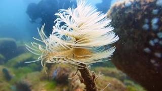 Buceo en las Islas Cies - Junio 2016