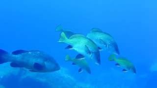 Apnée île du levant la gabiniere denti mérou corb