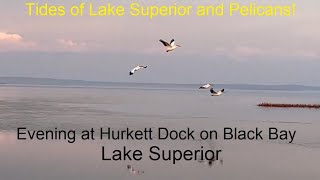 Tides of Lake Superior and Pelicans at Hurkett Dock, Black Bay, Lake Superior