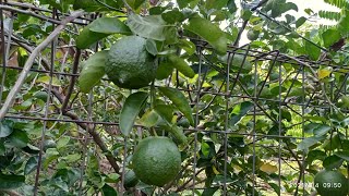 Hanya Dalam Tahun Jeruk Ini Berbuah Lebat|| Mulai Berbuah #berkebun #jeruk