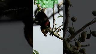 Malabar Giant squirrel feeding on seeds| #indianwildlife #nature #feeding #squirrel squ