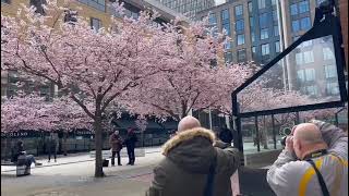 New vlog: don’t miss the cherry blossom on Westside