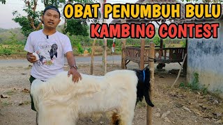 OBAT PENUMBUH BULU KAMBING CONTEST‼️