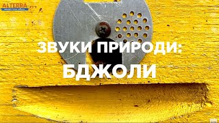 #Звуки природи -  бджоли