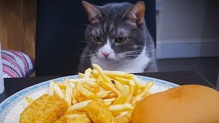 Baby Cats - Cute cat funny video compilation,kitten kutu mawoo,