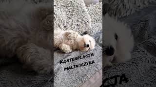 Kontenplacja #maltese #dog #maltesedog #maltanczyk  #malteselovers #dogs #funny #malteselife