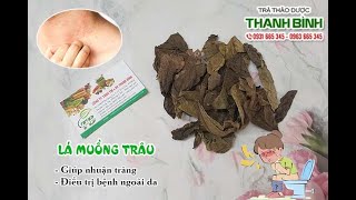 Lá Muồng Trâu | Công dụng của lá muồng trâu