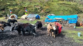 This is Himalayan Village Life in Dolpa Nepal | Most Peaceful And Relaxing Himalayan Village Life |