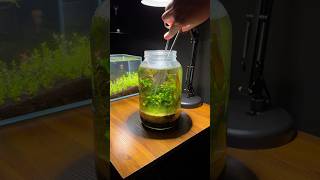 Planted jar aquarium trim