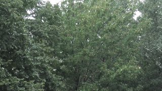 Rain in front of tree leaves in August 2020