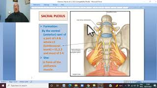 Musculo-skeletal Module ,Anatomy of Lower Limb in Arabic 20 ( Sacral  plexus ) Wahdan