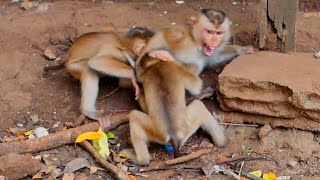 Very Sad ! Baby tiny monkey MIRA crying out find mom for help - when friend warns him so hurt pity