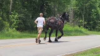 percheron mare ground driving