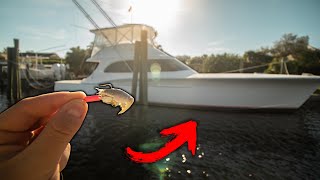 FISHING BEHIND $1,000,000 HOUSES! (Live Sand Fleas)