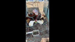 My chickens eating a watermelon