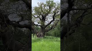 Major oak Tree 1000 years old