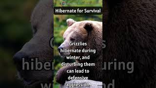 Winter's Rest, Defender's Wake: Hibernation and Aggression in Grizzlies! 🌲🛌