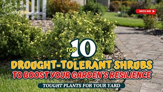 10 DROUGHT-TOLERANT SHRUBS TO BOOST YOUR GARDEN’S RESILIENCE 🌺🌞🌳 // Gardening Ideas