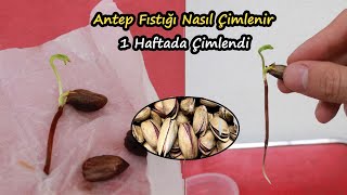 ANTEP FISTIĞI NASIL ÇİMLENDİRİLİR | 1 Haftada %100 Çimlenme