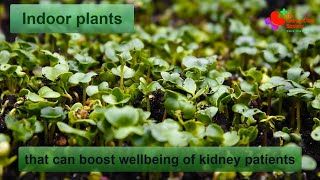 Indoor plants can boost well being of Kidney Patients