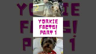 Top Yorkie facts!