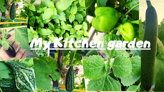 Kitchen Garden| Small Little Kitchen Garden with lot's of Vegetables| Ramble Girl| Chandigarh