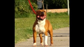 10 Datos curiosos sobre el Staffordshire Bull Terrier (STAFFY)