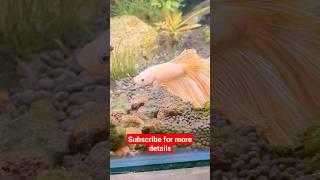 Bettafish #trending #bettafish #subscribe