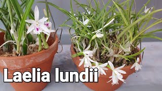 Laelia lundii (렐리아 룬디)