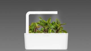 Sorrel timelapse: Click & Grow Smart Herb Garden