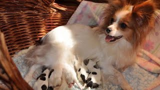 Papillon dog giving birth to 12 puppies!