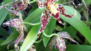 ODONTOGLOSSUM   //   ОДОНТОГЛОССУМ