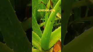 এলোবেরা গাছ #shot  video