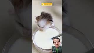 Kucing minum susu #cat #kitten #cute #funny #catlover #music #cover #baby #song