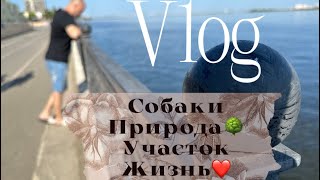 Vlog: наш участок, собаки, прогулки, взвешиваюсь!