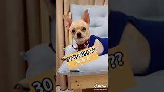 Bự 30 tuổi ??? #thucung #thúcưng #pets #chihuahua   #nuoithucung