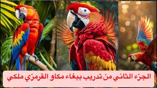 الجزء الثاني من تدريب ببغاء مكاو القرمزي ملكي 🫅🦜🦜