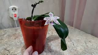 Цветение орхидей в декабре 2022. (I часть). Phal. Fuller's Sunset, Golden Peoker, Buddha, Sogo Dio