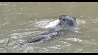 Wild Otter Catches A Fish - Unexpected Chance Fishing Video