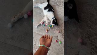 😻🌈Reverse satisfied amazing beads with cat,cat barsik,cat and beads, cat fun, asmr shorts #trend